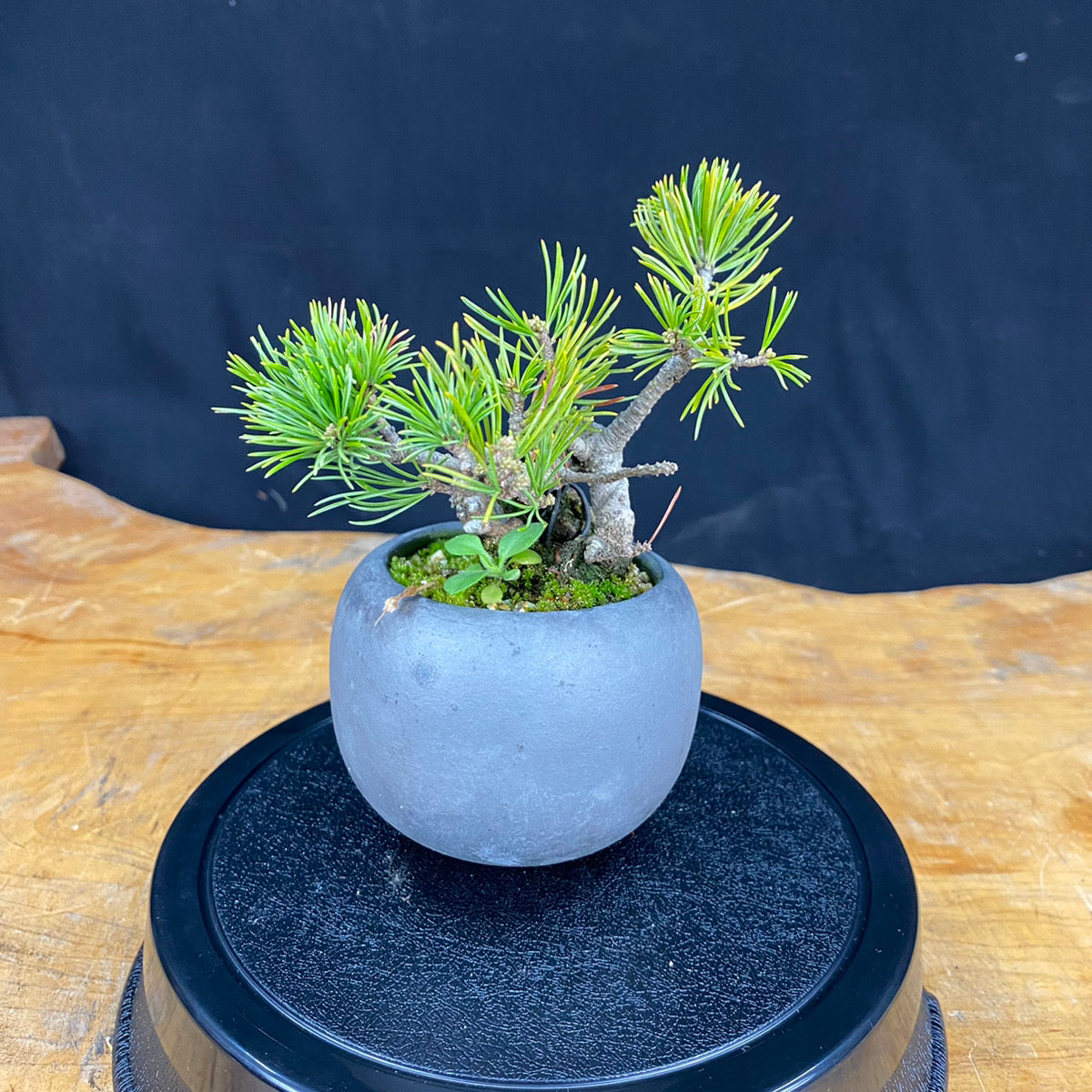 Akaishi Goyomatsu Bonsai 001 *Domestic delivery only (Japan)
