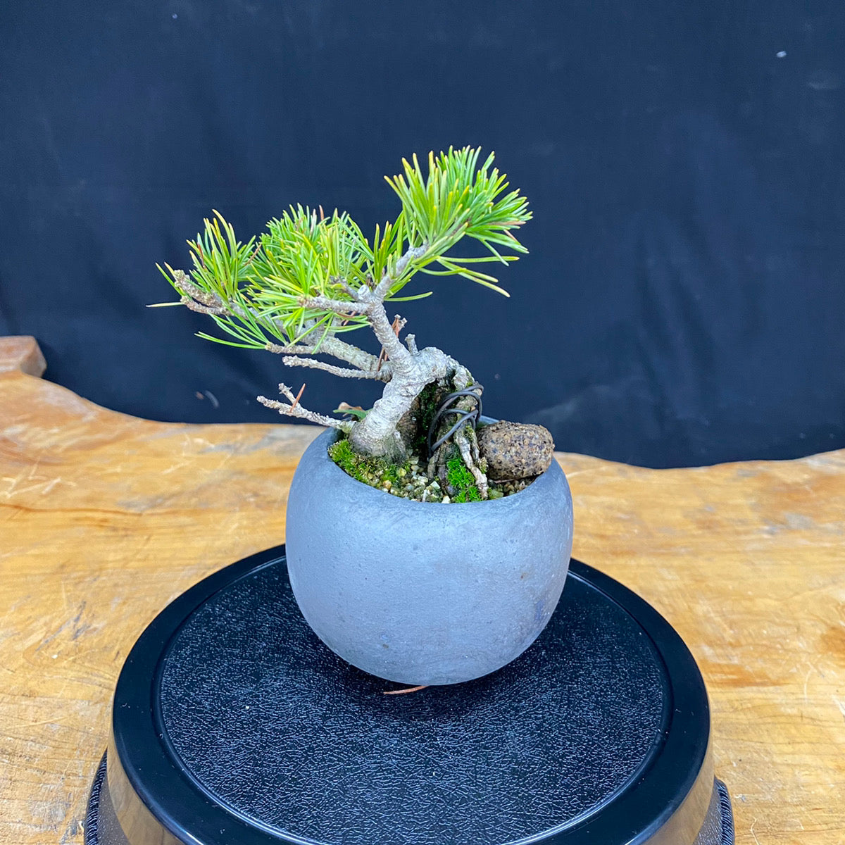 Akaishi Goyomatsu Bonsai 001 *Domestic delivery only (Japan)