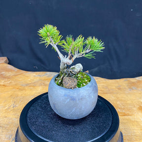 Akaishi Goyomatsu Bonsai 001 *Domestic delivery only (Japan)